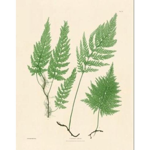 Botanical Ferns by Henry Bradbury- Plates 1-9 - Set of 9 For Sale - Image 4 of 10