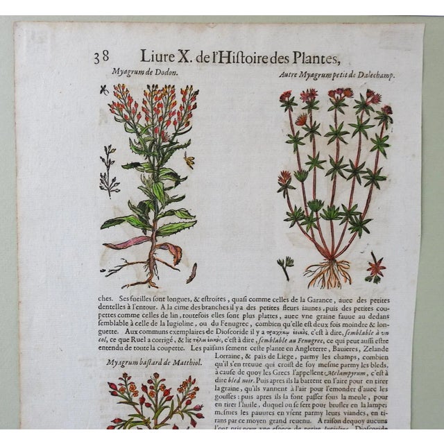 Rustic European 1653 Gerard Herbal Hand Colored Botanical Woodcut For Sale - Image 3 of 5