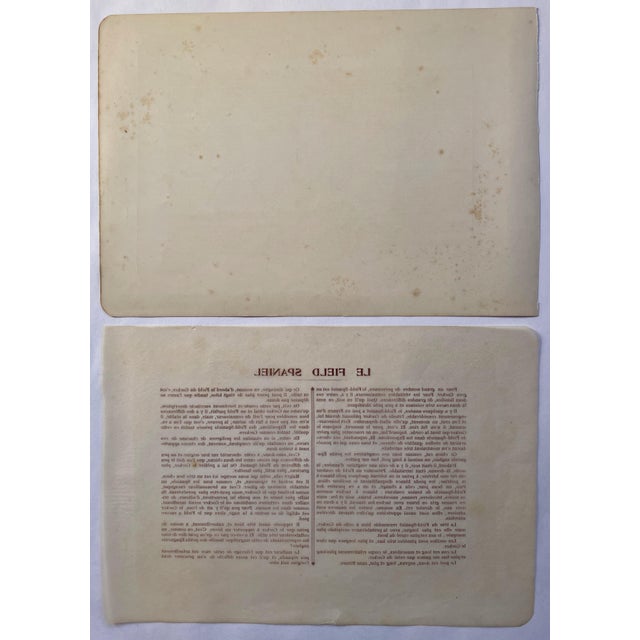 Illustration 1907 French Photogravure Print of “Le Field Spaniel" - For Sale - Image 3 of 3