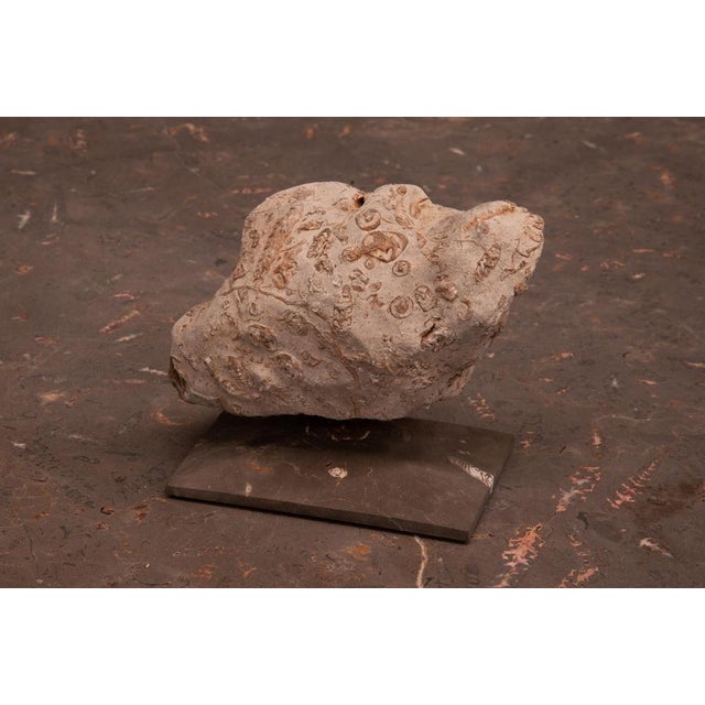 Stone Rock Large Sculpture in Jurassic Natural Rock by Nerinea For Sale - Image 7 of 11