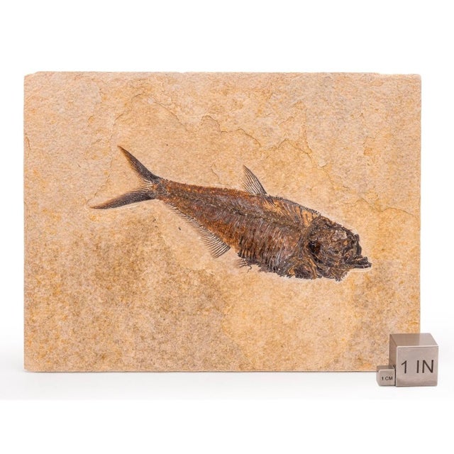 15th Century & Earlier Natural Fossil Fish Specimen Wyoming Usa Diplomystus Plaque For Sale - Image 5 of 7