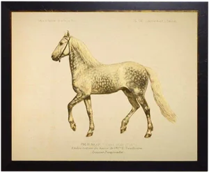 Wilbur the Horse Bookplate 26x20
