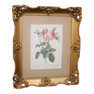 Mid 20th Century Large Framed Pierre-Joseph Redouté "Rosa Centifolia Foliacea" Botanical Reproduction Print For Sale