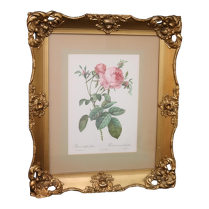 Mid 20th Century Large Framed Pierre-Joseph Redouté "Rosa Centifolia Foliacea" Botanical Reproduction Print