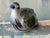 Ceramic Vintage Tonala Pottery Bird Figurine Folk Art Mexican For Sale - Image 7 of 10
