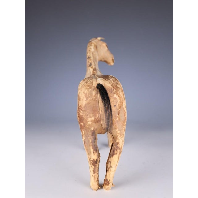 Late 19th Century Antique Horse Covered in Genuine Horse Hide with Glass Eyes, 1890 For Sale - Image 5 of 16