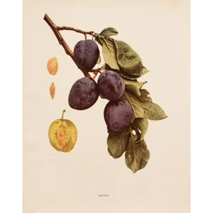 1900s U. P. Hedrick, Original Antique Photogravure of Pacific Plums