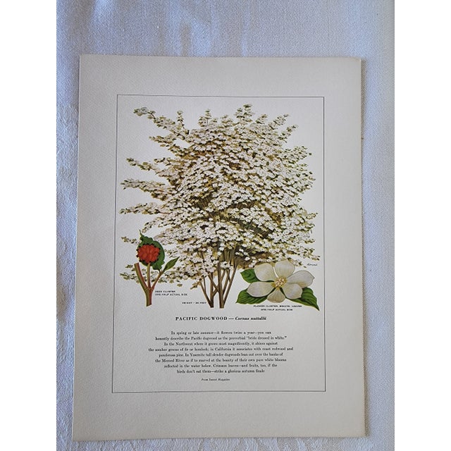 A Portfolio of Native Western Trees by Harry O Diamond Painted for Sunset Magazine Nov 1956 For Sale - Image 9 of 10