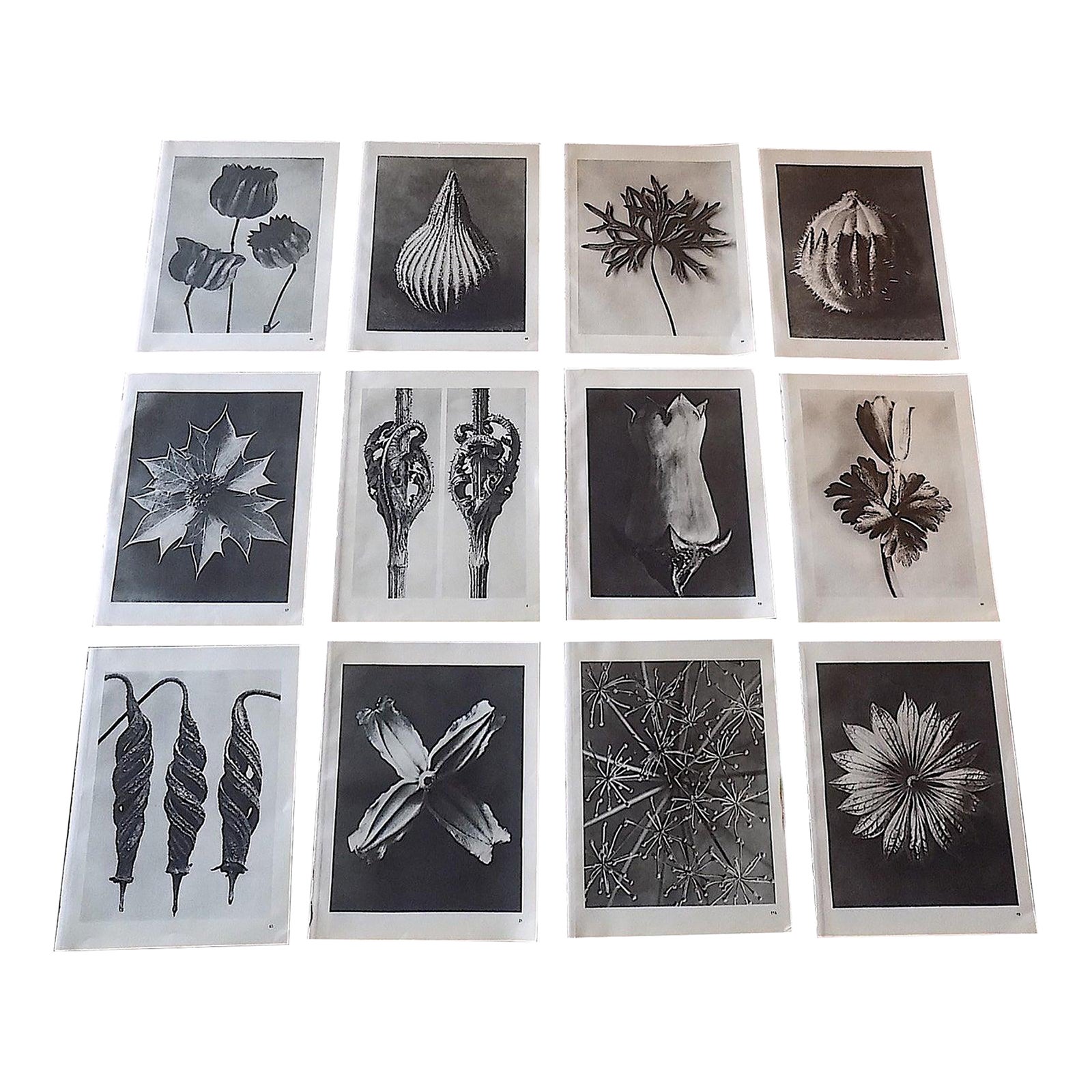 vintage-karl-blossfeldt-extreme-closeup-botanical-photogravures-set