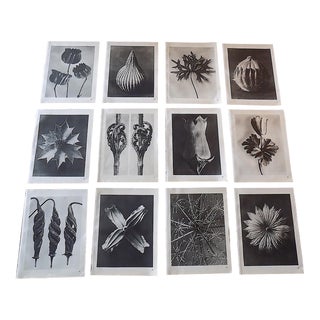 Vintage Karl Blossfeldt Extreme Closeup Botanical Photogravures - Set of 12 For Sale