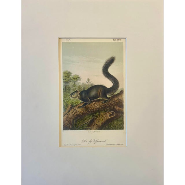 Original first edition octavo lithograph from John James Audubon's Quadrupeds of North America, published in 1854, New...