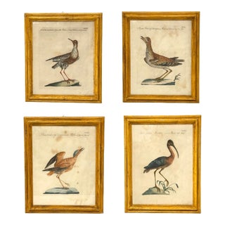 Set of 4 Framed Antique Hand-Colored Avian Engravings by Saverio Manetti. For Sale