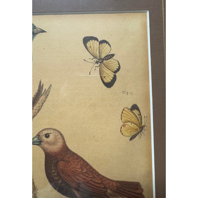 Printmaking Materials Original George Edwards Bird Print, Malacca Gros-Beack & Jacarini of Marggrave; Cooper Plate, Etching and Engraving, Hand Colored For Sale - Image 7 of 12