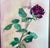 Transitional 1997 Original Signed Steve LeBailly Botanical Watercolor – "Single Rose" For Sale - Image 3 of 7