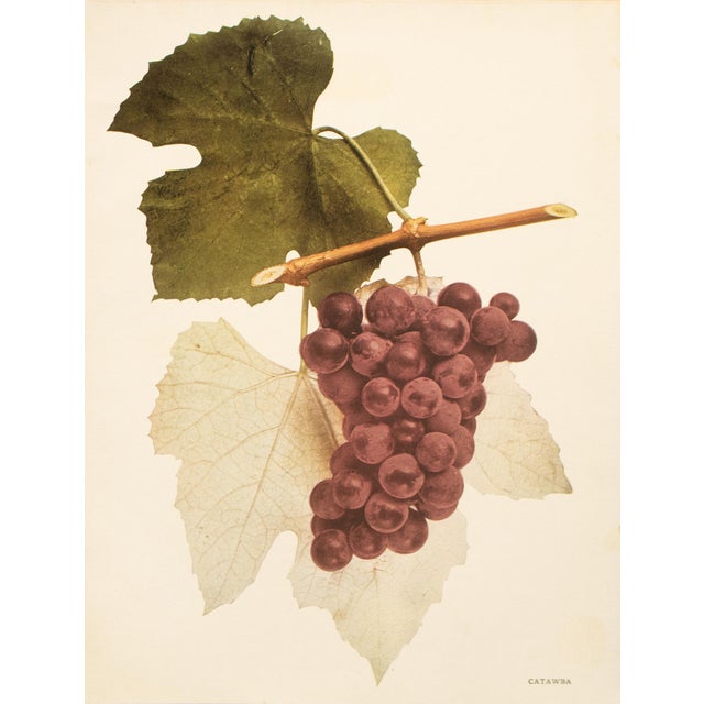 Paper 1900s U. P. Hedrick, Original Antique Photogravure of Catawba Grapes For Sale - Image 7 of 7