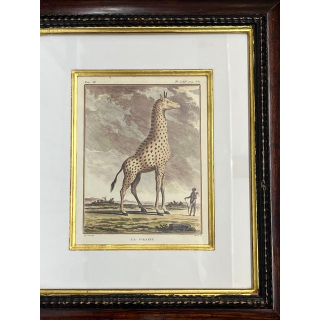 Charming set of four decorative animal engravings each beautifully presented in an elaborate dark mahogany wood frame with...
