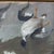 Naive Common Goldeneye Oil on Canvas Painting For Sale - Image 9 of 12