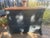 Black Antique Chest of Drawers, 1890s For Sale - Image 8 of 18