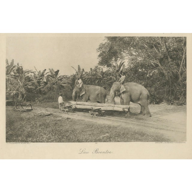 Logging Elephants, 1890s, Paper For Sale - Image 4 of 10