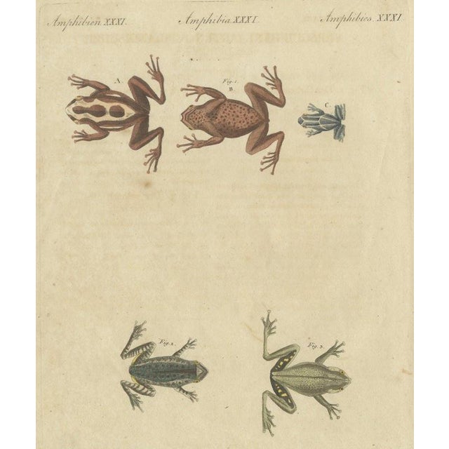 Bertuch, Five Frogs Including a Striped Frog, 1815, Print For Sale - Image 12 of 12