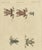 Bertuch, Five Frogs Including a Striped Frog, 1815, Print For Sale - Image 12 of 12