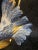 Societa Porcellane Artistiche Firence Italy Porcelain Pigeon 23"Lamp (Read) For Sale - Image 10 of 18