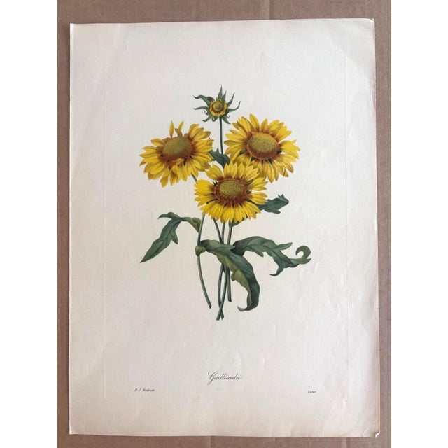 Up for sale is this gorgeous vintage print by PJ Redoute, one of several we are currently listing which were originally...