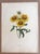 Up for sale is this gorgeous vintage print by PJ Redoute, one of several we are currently listing which were originally...