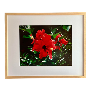 Bougainvillea Flowers Laguna Beach by Lance Jekel a Cibachrome Color Print C. 1980
