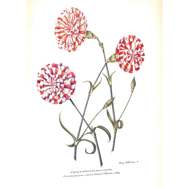 Pink "Old Carnations & Pinks" 1955 Moreton, C. Oscar For Sale - Image 8 of 11