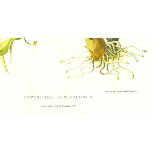 Realism Large 1973 Orchid Flower Lithograph "Cycnoches Ventricosum (Ventricose-Lipped Cycnoches)" After James Bateman For Sale - Image 3 of 7