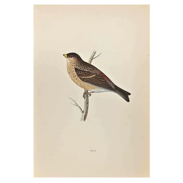 Alexander Francis Lydon, Twite, Woodcut Print, 1870 For Sale