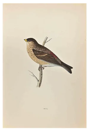 Alexander Francis Lydon, Twite, Woodcut Print, 1870