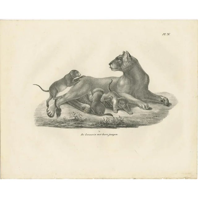 Paper C.C. G. Zool., Lioness with Her Playful Cubs in the Wild, 1836, Lithograph For Sale - Image 7 of 11
