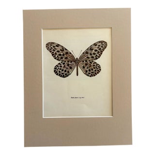 Vintage 1965 Butterfly Print in 11x14 Mat: Hestia Lyncea/Tree Nymph (Drury) EUC For Sale