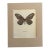 Vintage 1965 Butterfly Print in 11x14 Mat: Hestia Lyncea/Tree Nymph (Drury) EUC For Sale
