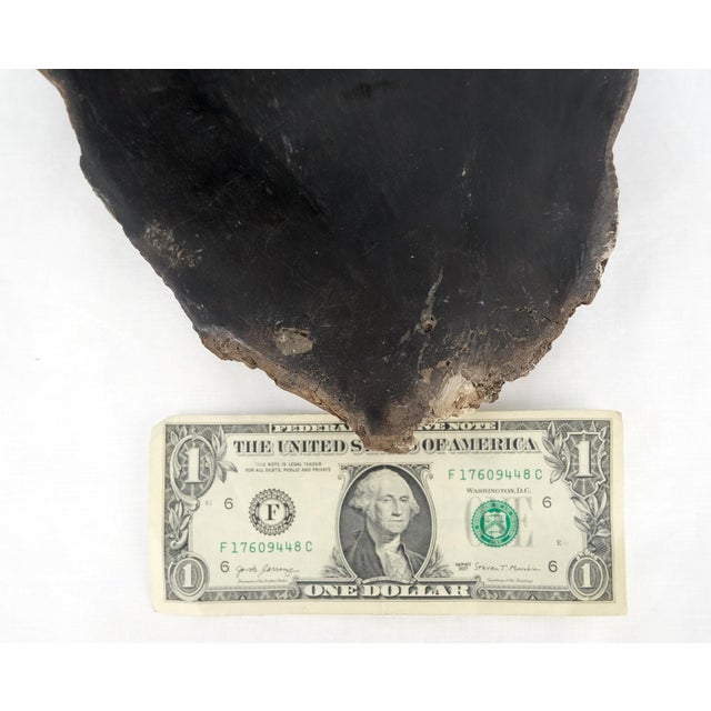 Black Petrified Wood Heart Shape Solid Black Elongated Bowl Dish Large Plate Ashtray For Sale - Image 8 of 8