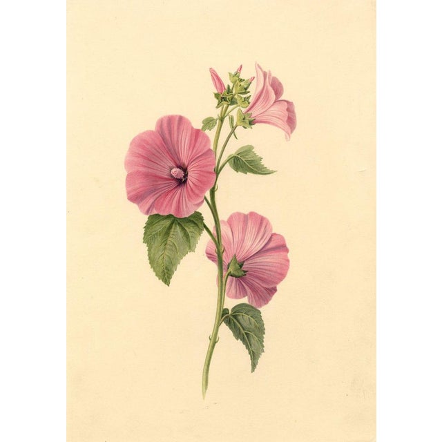 S. Twopenny, Pink Lavatera Mallow Flower, 1839, Watercolour For Sale - Image 6 of 6