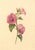 S. Twopenny, Pink Lavatera Mallow Flower, 1839, Watercolour For Sale - Image 6 of 6