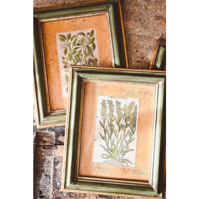 Botanical Paintings with Engravings, Paper, Framed, Set of 3 For Sale - Image 4 of 11