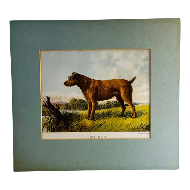 1880 Irish Terrier Lithograph Print For Sale