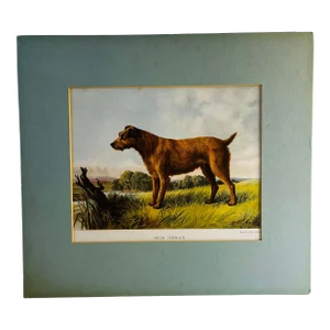 1880 Irish Terrier Lithograph Print