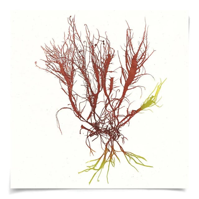 The ever-evolving dialogue between mesmerizing form and unearthly color invokes the true essence of nature in these...