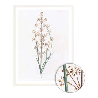 Celerie Kemble Curated Australian Botanical IV (16x20) in White Frame For Sale