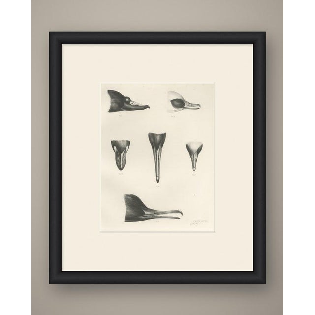 This antique bird print shows a comparative plate of six figures lettered fig i to fig vi, showing bills and heads from...