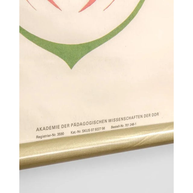 Botanical Poster by Volk und Wissen Volkseigener Verlag, Germany, 1980s For Sale - Image 3 of 8