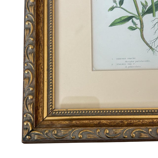 Pair of Antique Hand Colored English Botanical Etchings Gold Ornate Frame Reproduction For Sale - Image 10 of 11