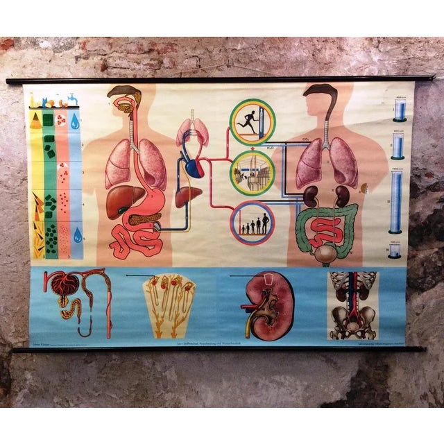 1950s School Metabolism Poster from Hagemann Düsseldorf, 1950s For Sale - Image 5 of 5