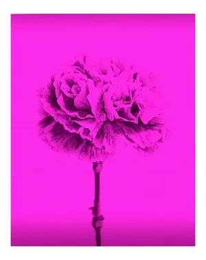 Mónica Sánchez-Robles, Colored Flowers Photography