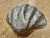 Late 20th Century Silver Pewter Clam Bowl For Sale - Image 4 of 6